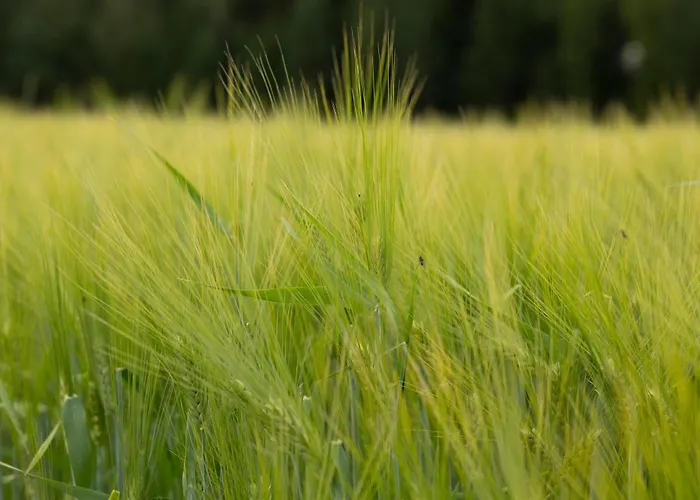 Tertin Kartano Ξενοδοχείο 4*